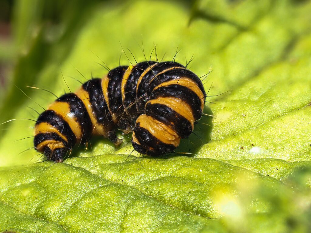 Black and yellow striped caterpillar, a species of yellow-necked caterpillar.