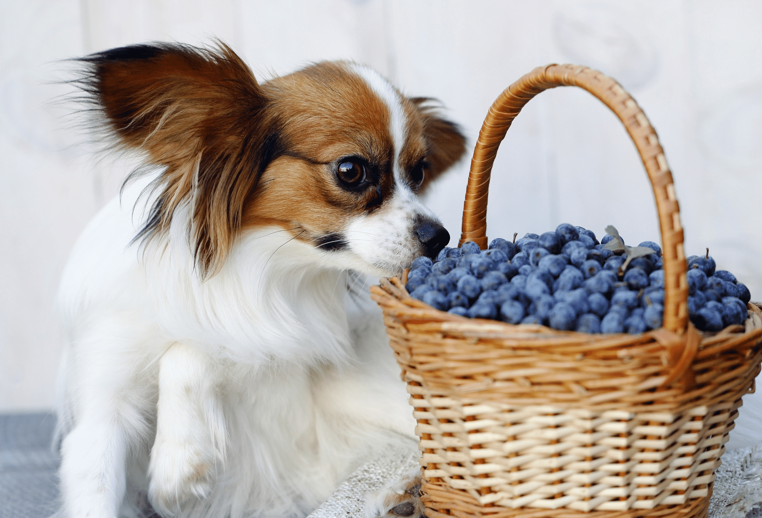 A curious dog investigating a basket of blueberries with its nose, captivated by the scent of the fresh fruit