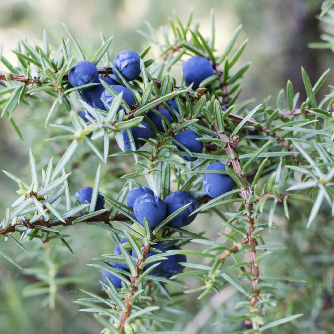 Blueberry Delight Juniper (Juniperus communis ‘AmiDak’)