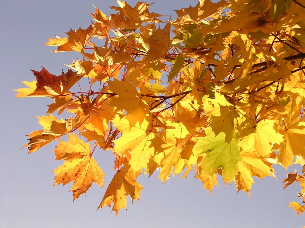 A picturesque scene of autumn leaves against a blue sky, emphasizing the presence of carotenoids