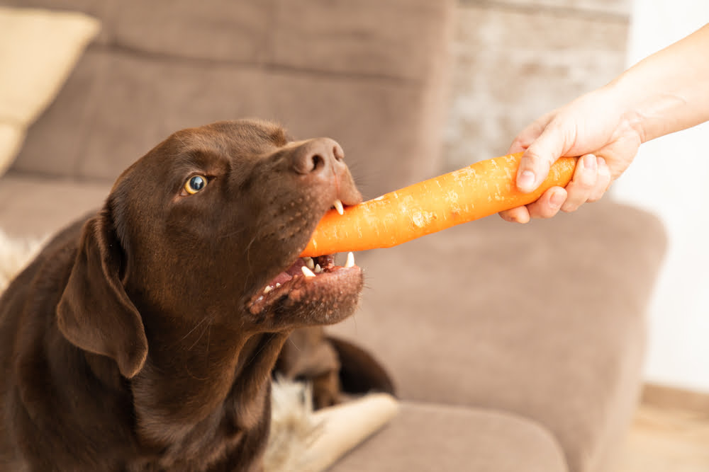  A dog happily munching on a carrot, enjoying the healthy treat