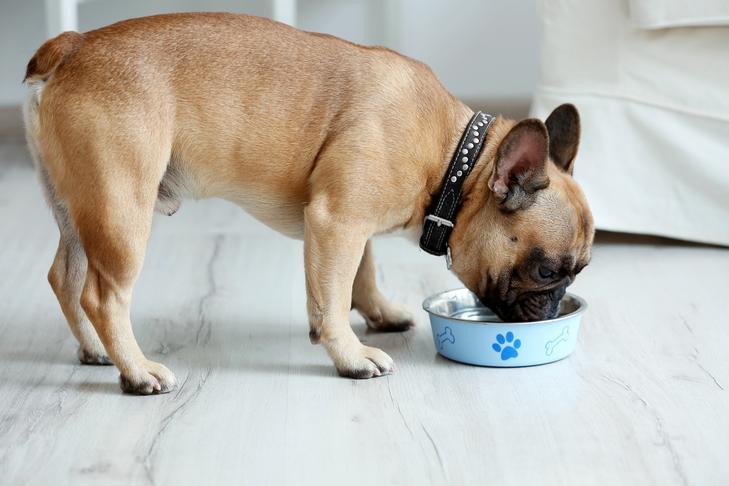 A dog happily eating from a bowl on the floor, with cashews scattered around it