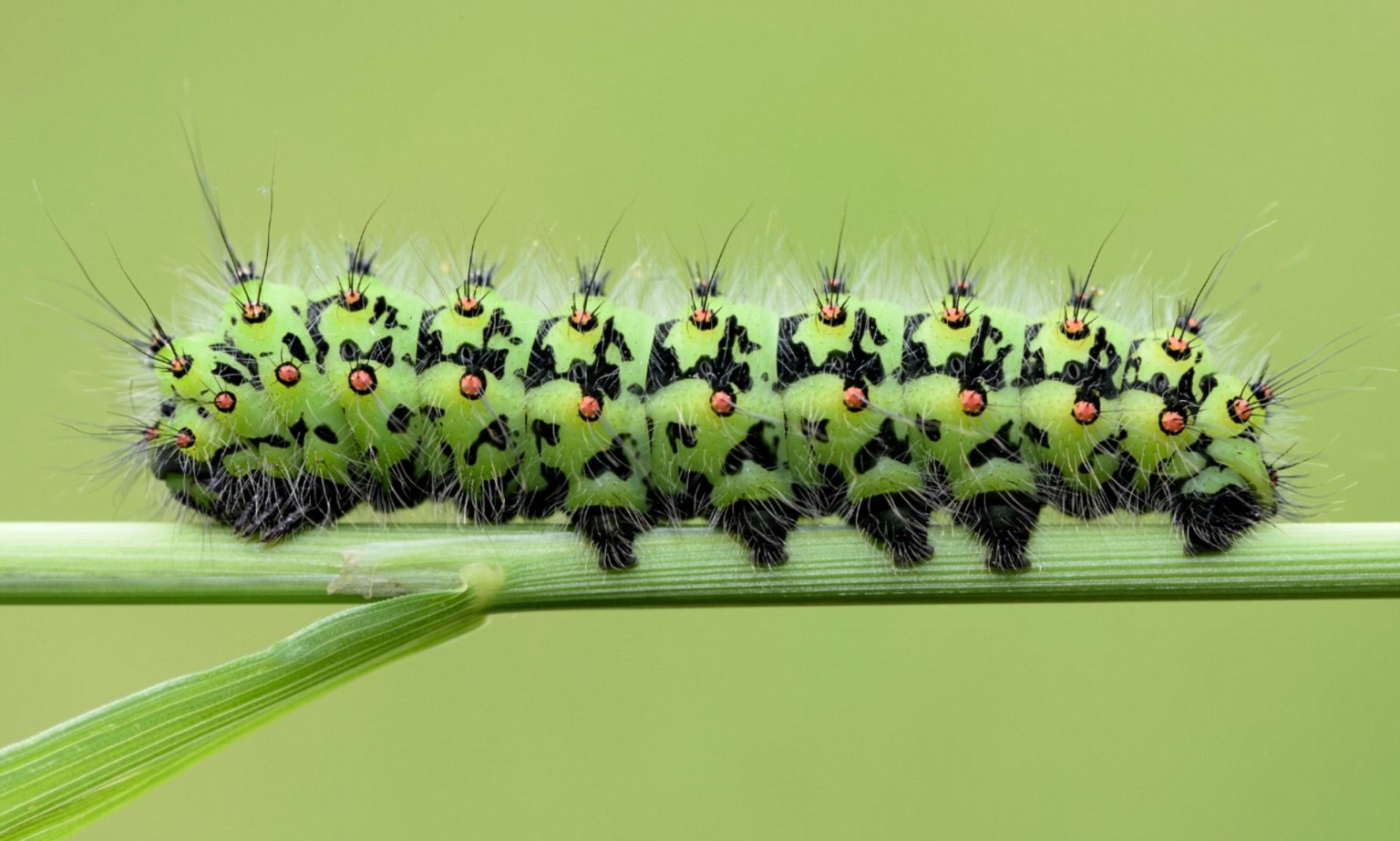 What Does a Baby Caterpillar Look Like? - EatHappyProject