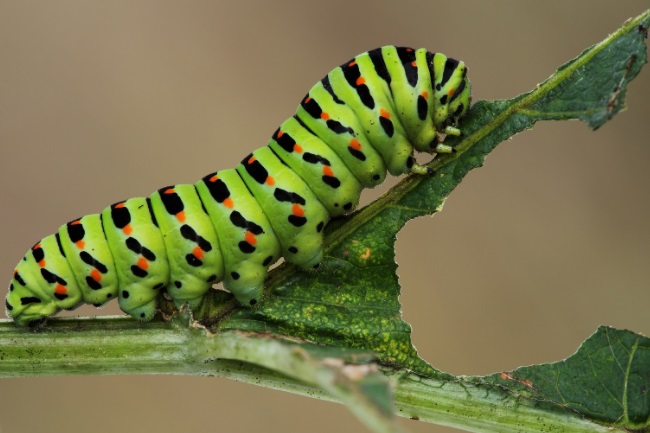 Caterpillar legs in motion