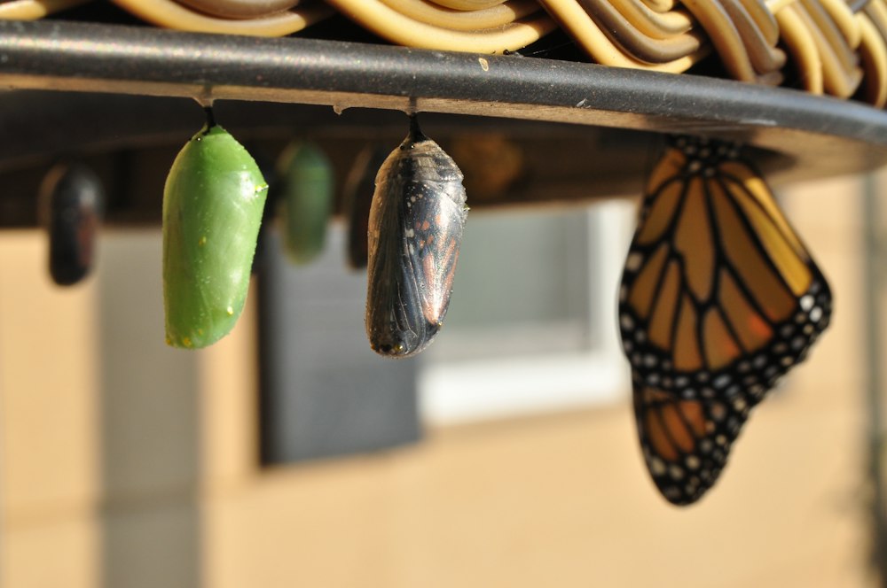 A monarch butterfly gracefully hangs from a metal frame, showcasing the everchanging beauty of nature