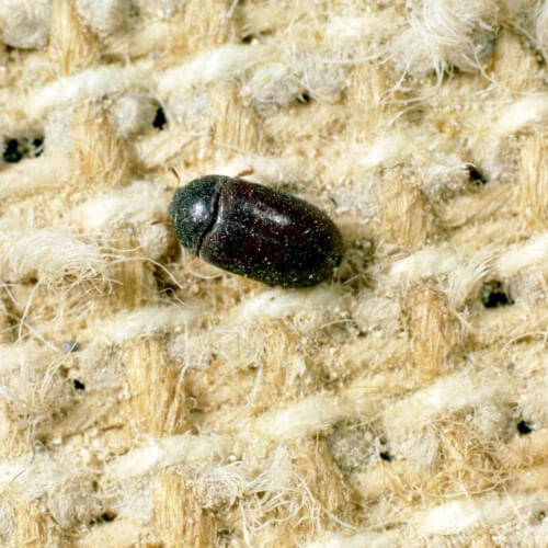 Beetle on fabric with brown spot - Check and Control