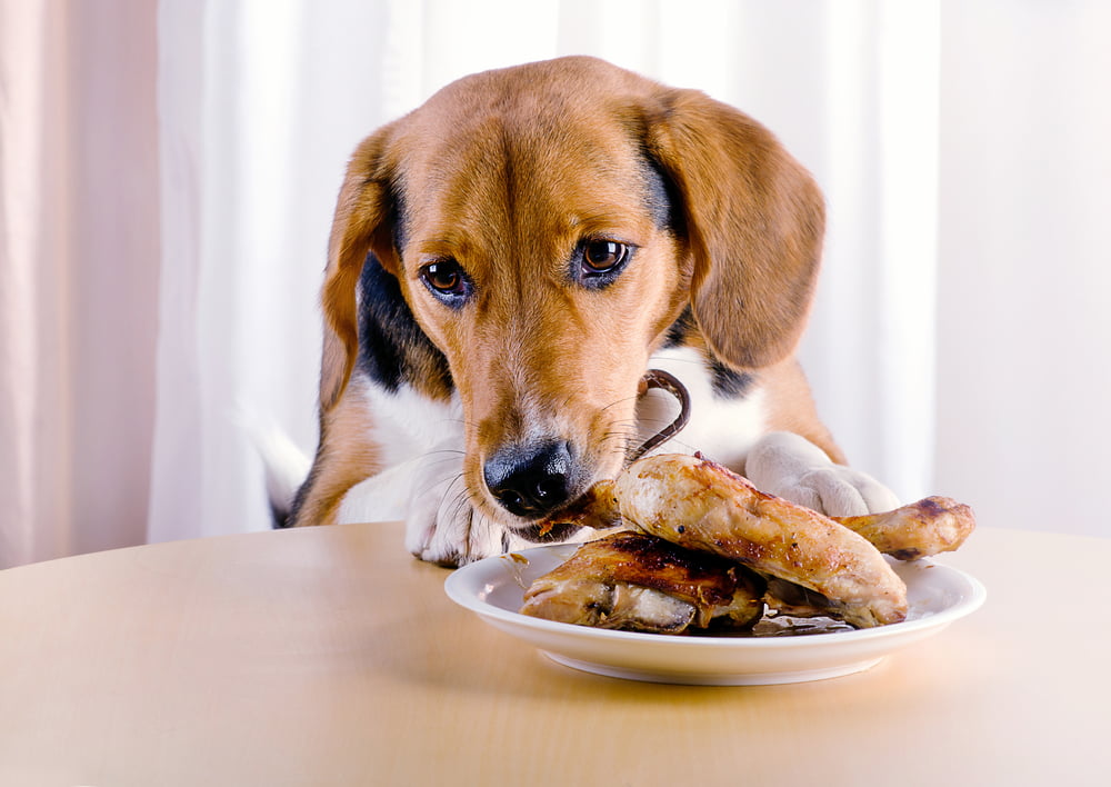 A dog enjoying a plate of food at a table, savoring a delicious meal of chicken