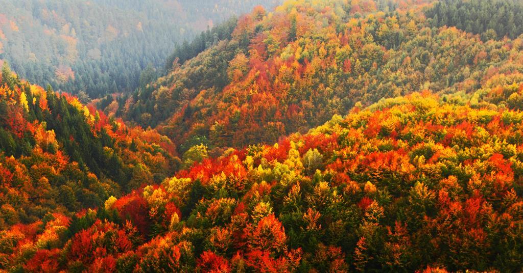 A vibrant autumn forest with colorful foliage, showcasing the beauty of nature during the chlorophyll breakdown process