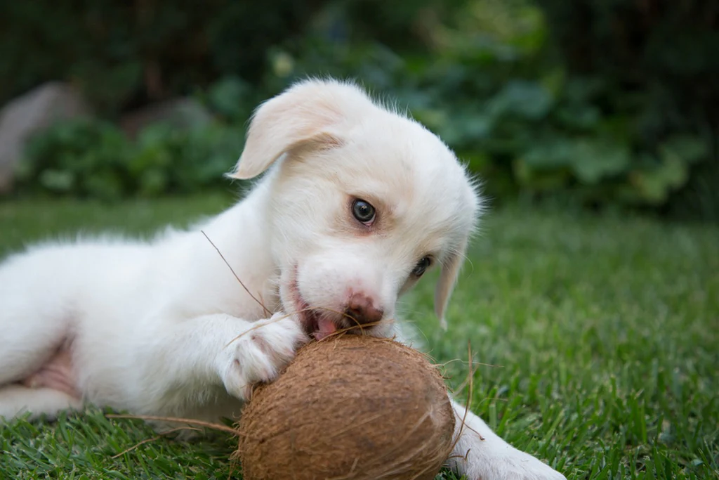 A white puppy playfully chewing on a coconut, enjoying its texture and taste