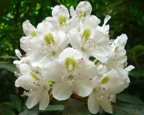 Compact Maximum Rhododendron (Rhododendron ‘Maximum Compacta’)