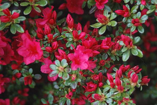 Compact ‘Hino Crimson’ Azalea (Rhododendron ‘Hino Crimson’)
