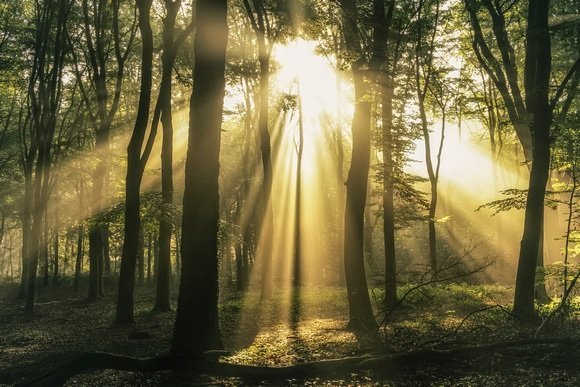 A forest illuminated by sunbeams, casting enchanting rays of light amidst the trees.
