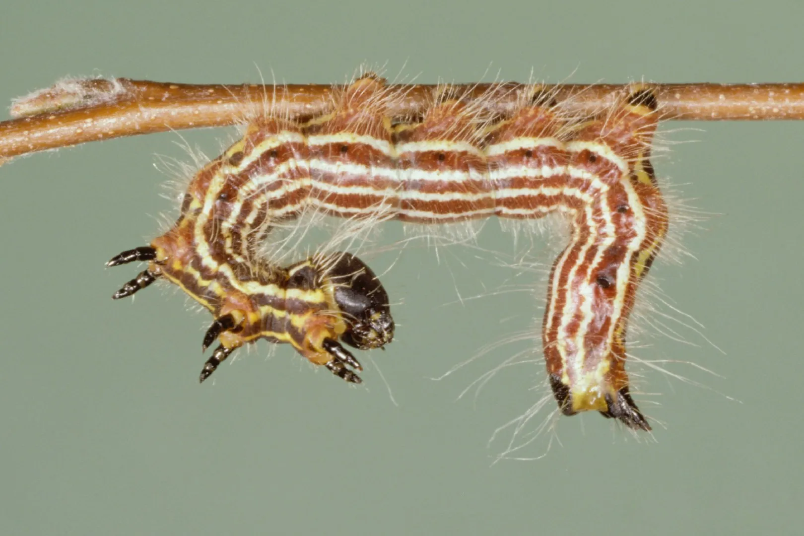 A caterpillar crawling on a branch, possibly a Yellownecked Caterpillar.