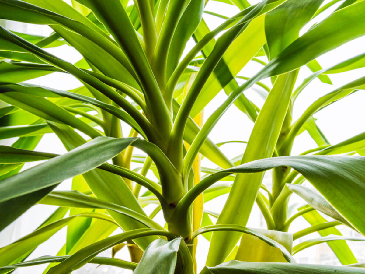 Close-up of green leafy plant - Detailed Overview of Yucca
