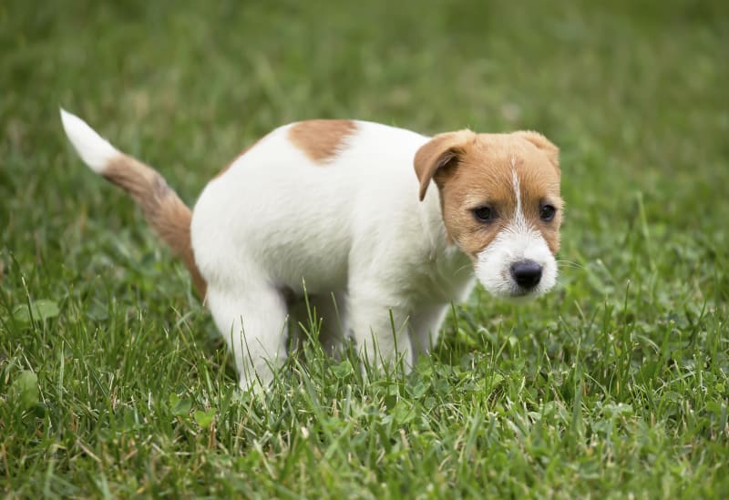 A small brown and white dog standing in the grass, looking alert and healthy despite having diarrhea