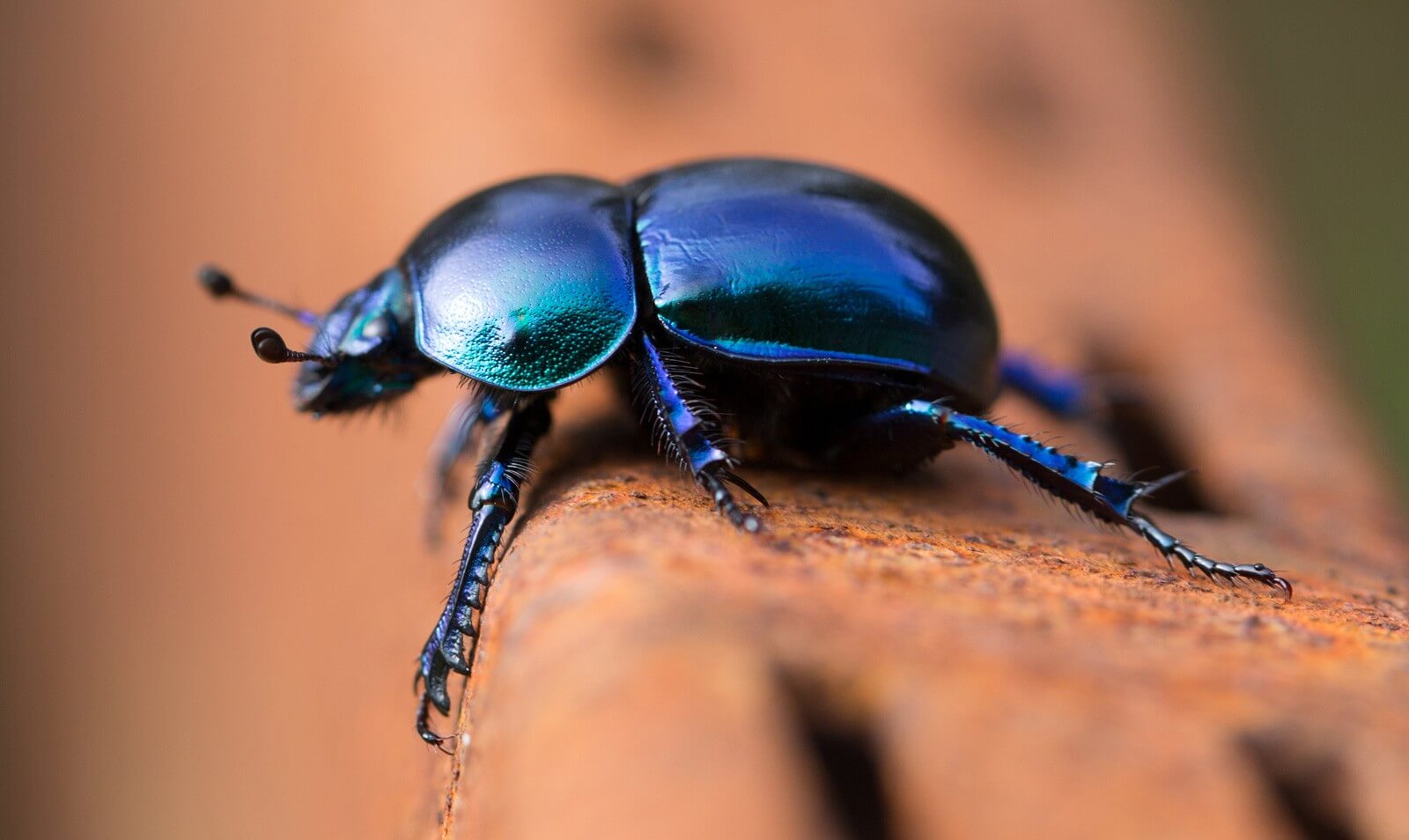 a blue beetle on a rusty rail, representing various types of black beetles