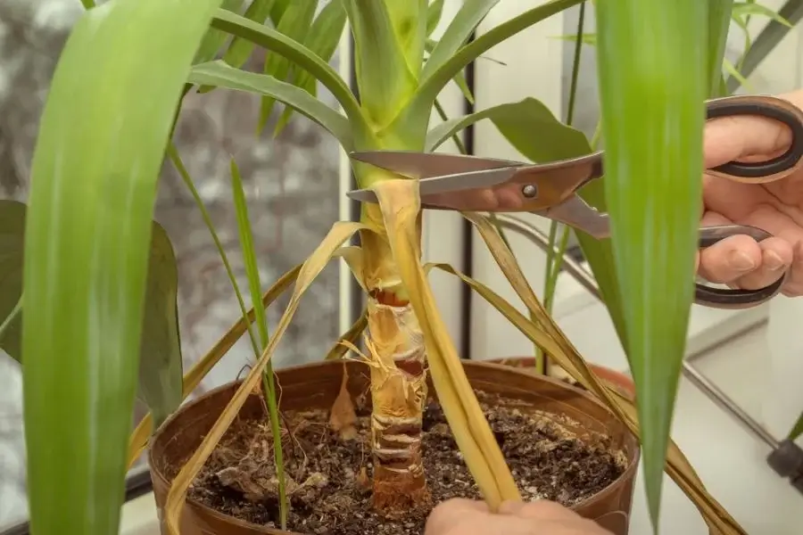 A person carefully trims a plant's stem with scissors to prevent diseases and pests.