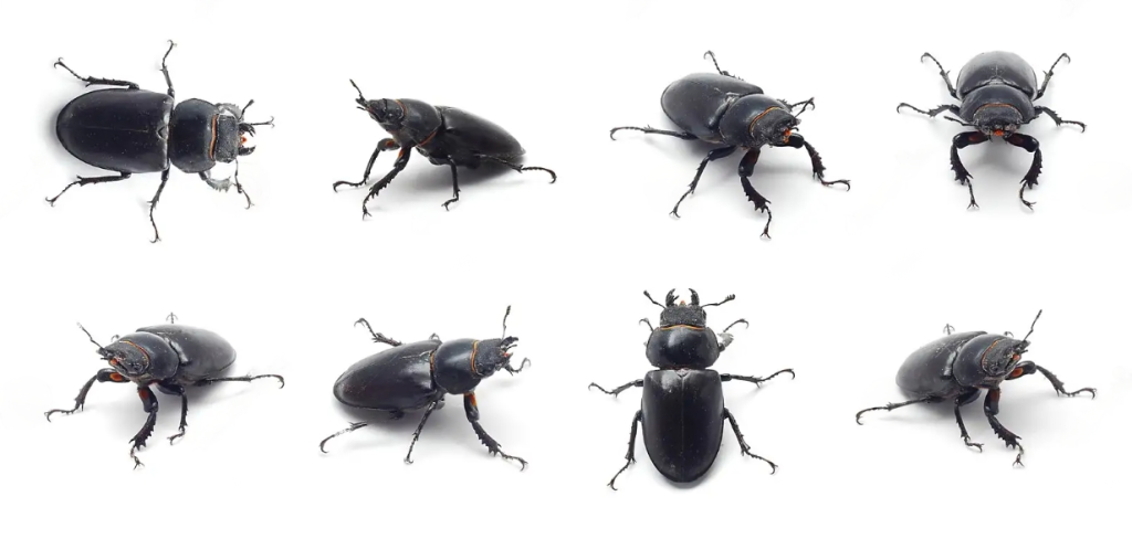 Are Black Beetles Dangerous to Humans? EatHappyProject