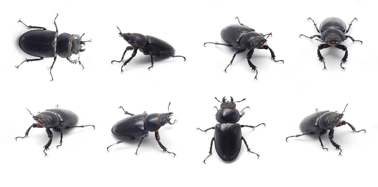 Various beetles gathered on a white background. Beware, some of them have a biting habit