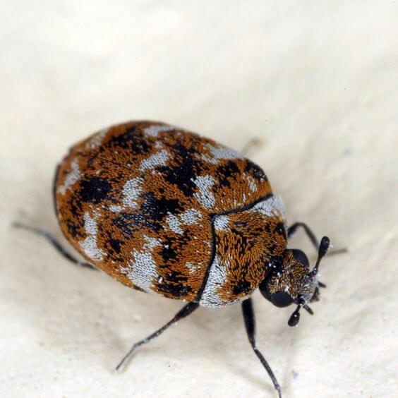 A black and white spotted beetle, known as a carpet beetle, can cause damage to carpets and other materials