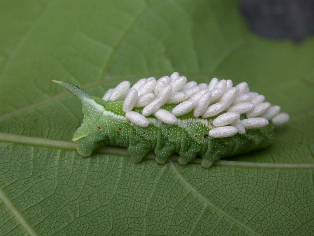 A caterpillar with white fuzz on its back.