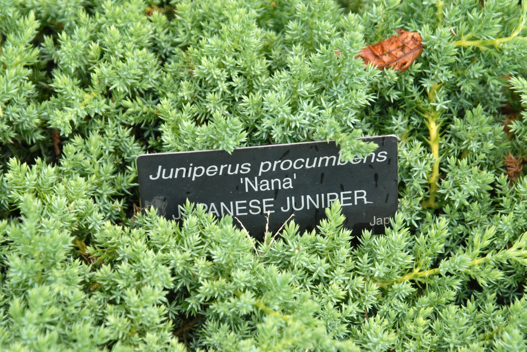 Dwarf Japanese Garden Juniper (Juniperus Procumbens ‘Nana’)