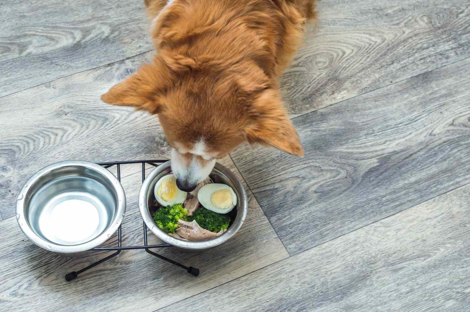 A dog happily eating from a bowl filled with food, including eggs.