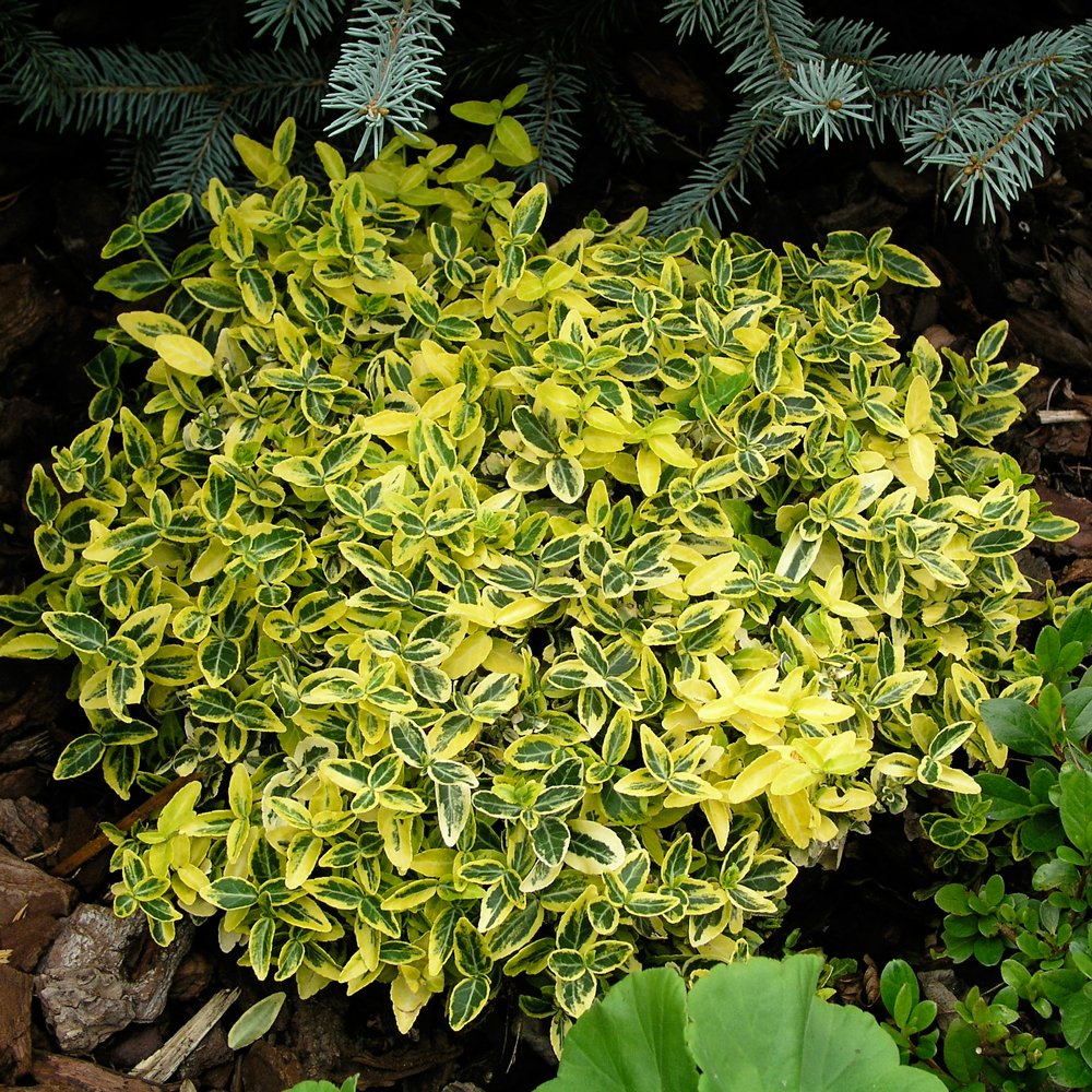 Emerald n Gold (Euonymus Fortunei)