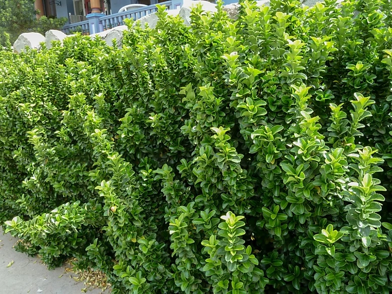 A sidewalk with a hedge of Euonymus growing alongside it.
