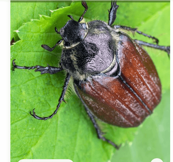 A beetle on a leaf with the words beetle on it Discover the wonders of June bugs invading