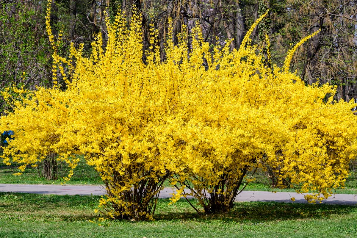 A Forsythia bush with vibrant yellow flowers in a park.