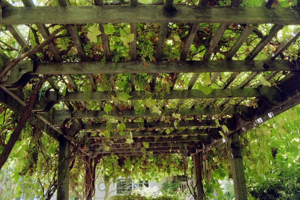A beautiful pergola covered in lush vines