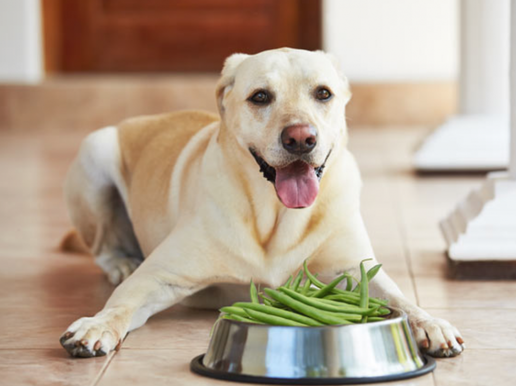 A dog happily holds green beans in its mouth while sitting on the floor.