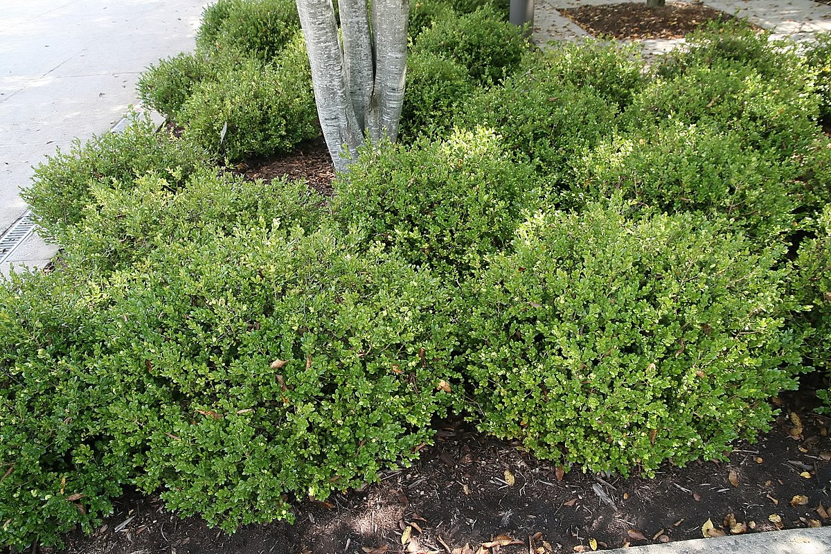 Green Pillow Compact (Buxus Microphylla)