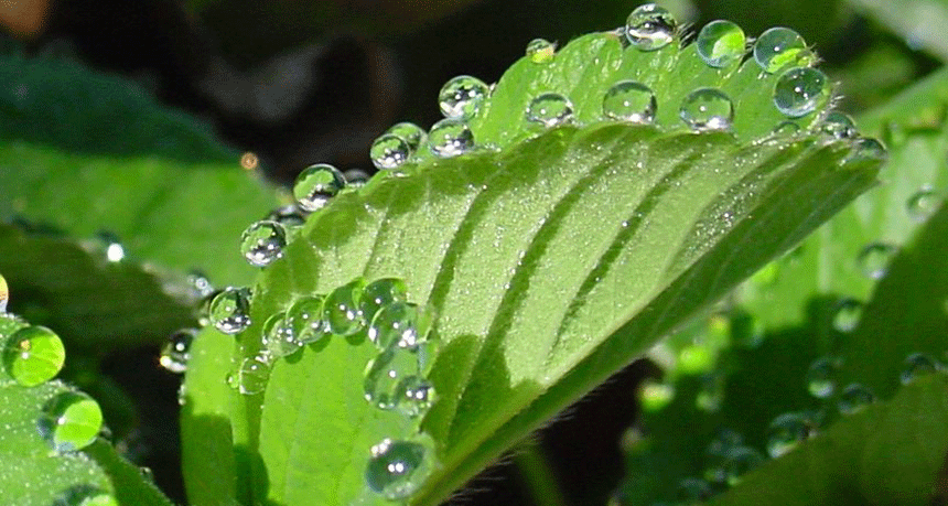 Water droplets on a green leaf,