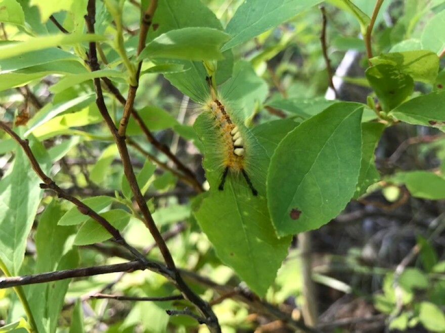 A caterpillar on a leafy branch in the woods