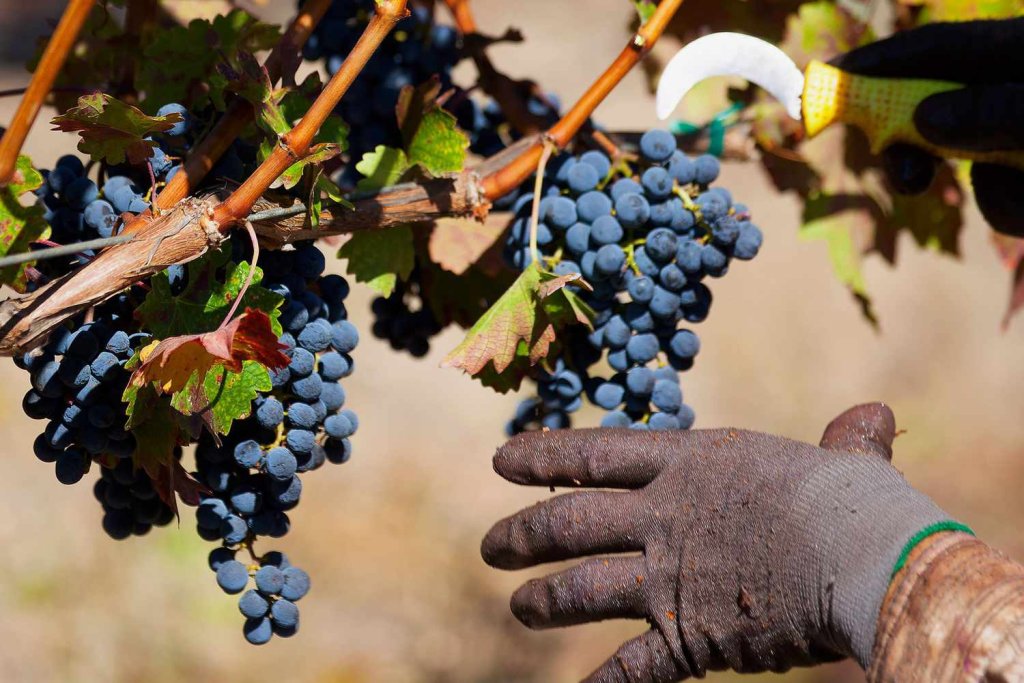  A person carefully picking ripe grapes from a vine