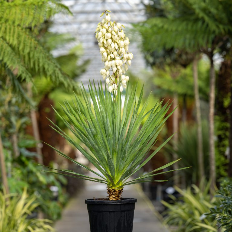 a garden, known as Yucca, with lush green leaves and a strong presence.