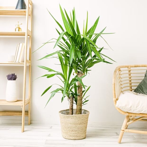 A potted palm tree stands before a bookshelf