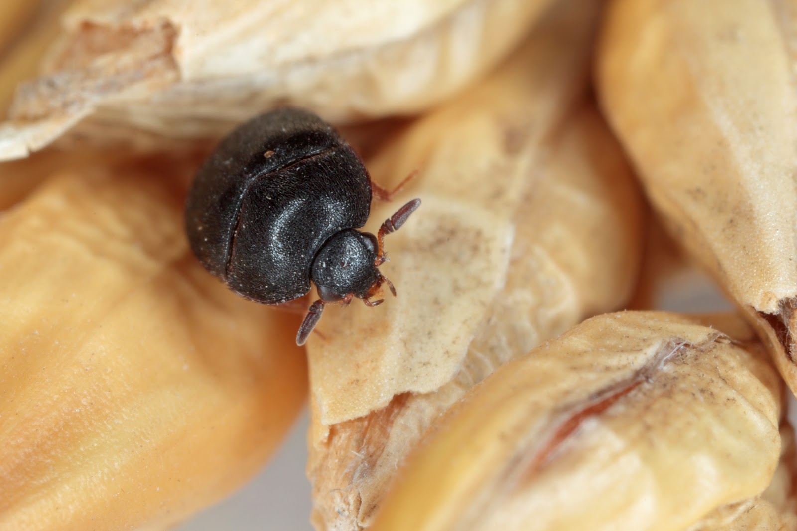 A black beetle perched on a heap of corn. Image depicts a potential pest problem and its solution