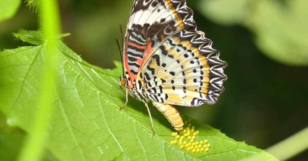 fascinating egg-laying process of a butterfly with red