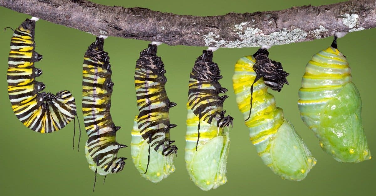 A monarch butterfly chrysalis, the stage after a caterpillar