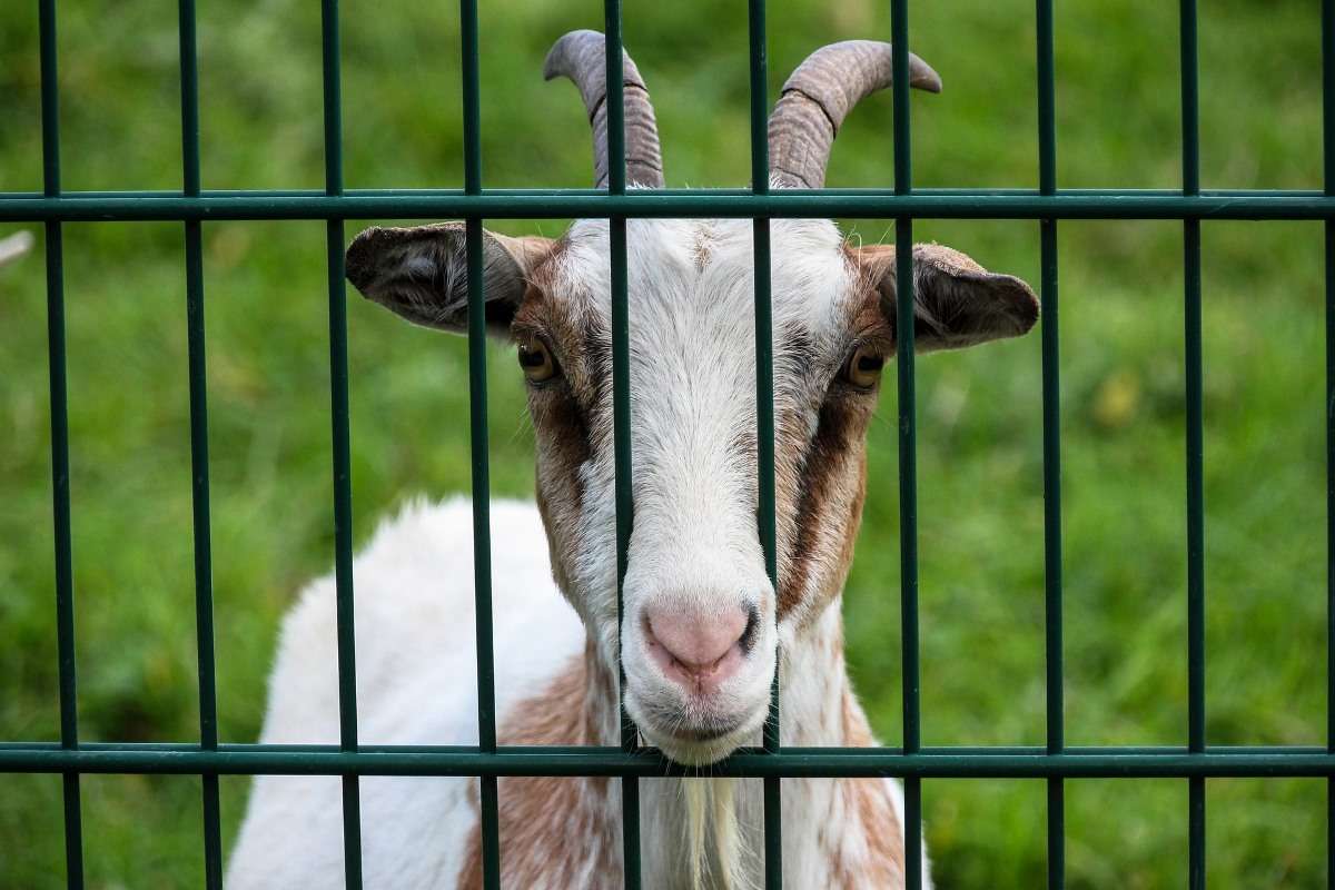 A goat peeks through the bars of a cage