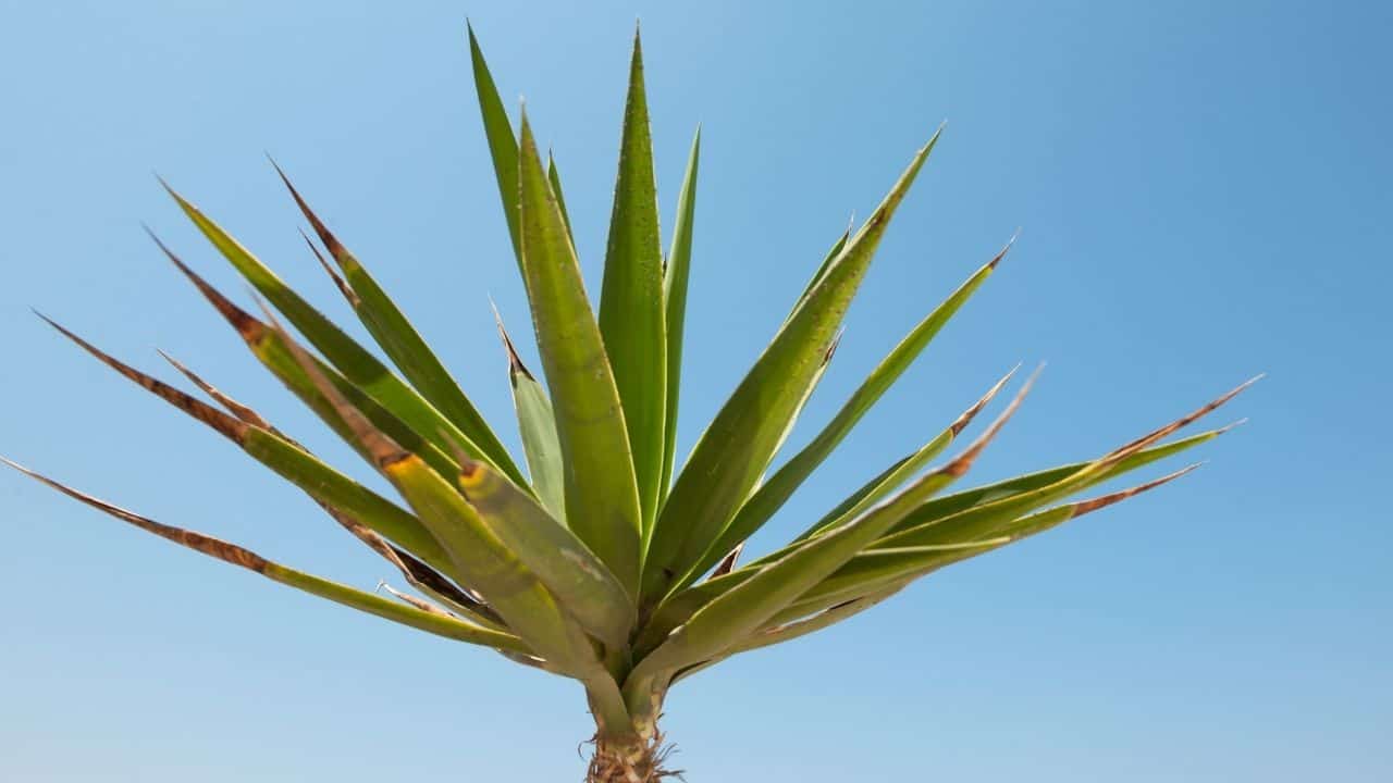A yucca plant with green leaves standing in the desert. Yuccas need full sun to thrive