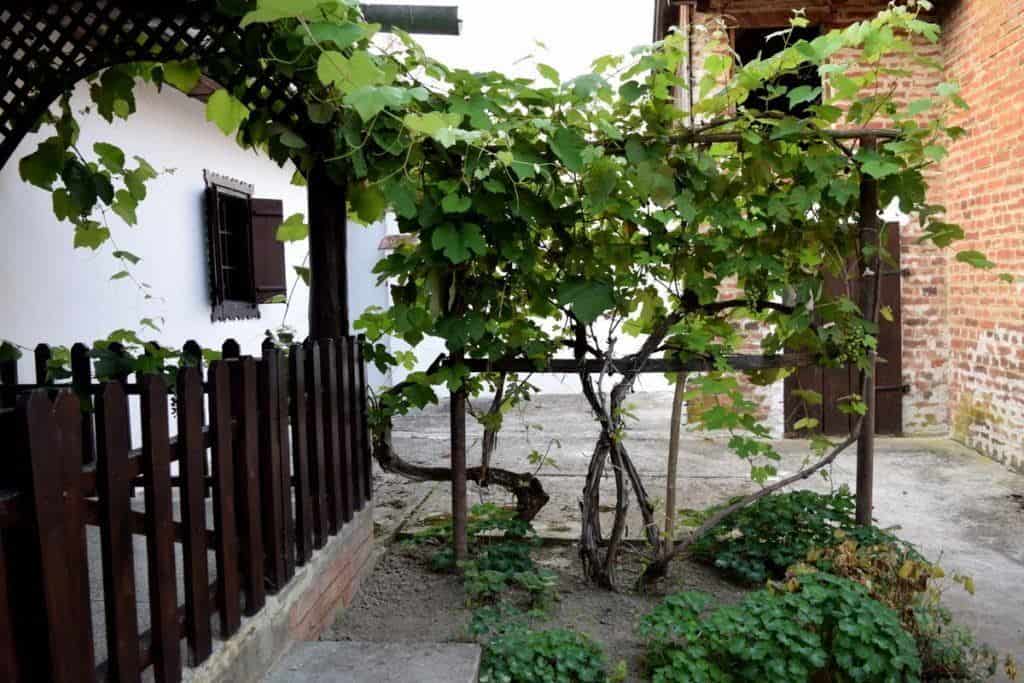 A charming garden with a wooden fence covered in a vine