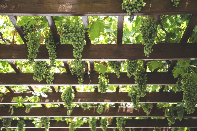 Grapes hanging from a wooden pergola, providing shade and support. Consider grape trunk height