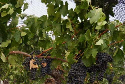 A cluster of ripe grapes hanging from a vine, ready to be harvested. Learn how to make grape vine with the provided information