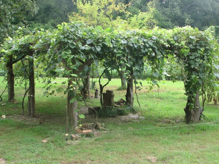 Grape vine trellis wooden posts with wire strung between them