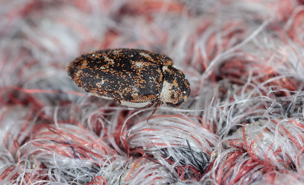 A carpet beetle crawling on a carpet