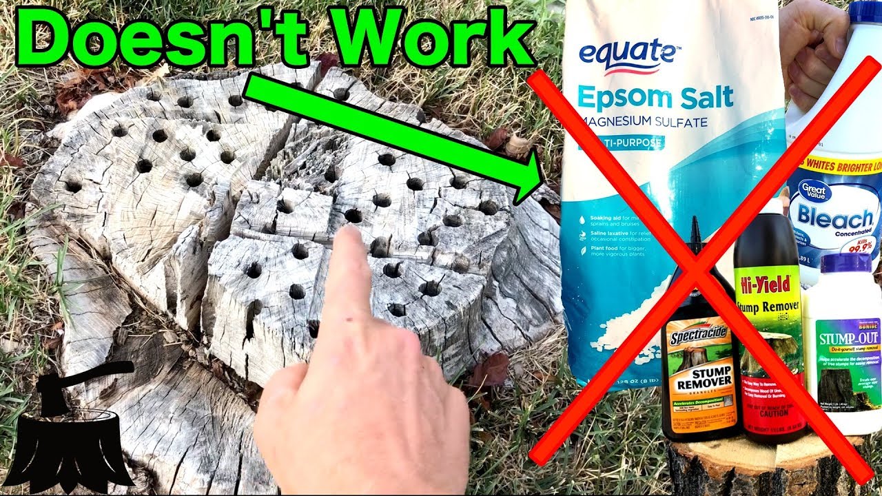 How to Remove a Tree Stump with Epsom Salt - EatHappyProject